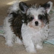 Biewer Terriers and Mi-Kis from Little Angels Mi-Kis