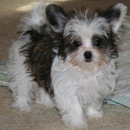 Biewer Terriers and Mi-Kis from Little Angels Mi-Kis