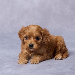 Cleo - Red female Cavapoo puppy in Apple Creek, Ohio from Grandeur Valley Puppies