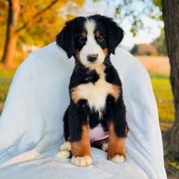 Autumn - Black rust and white female Bernese Mountain Dog puppy in Greenwood, Delaware from A&A Greenwood Puppies