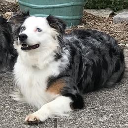 Nova - Australian Shepherd