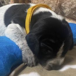 Boy 5 - male German Shorthaired Pointer puppy in Hardeman County, Tennessee from Howell Farm GSP