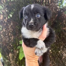 Boy 6 - Black & white male Australian Shepherd puppy in Lakeland, Florida from Infinite Aussies