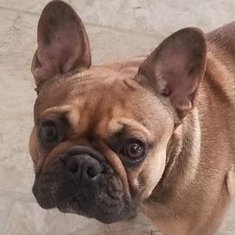 Peanut - French Bulldog