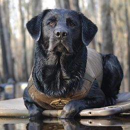 Diesel - Labrador Retriever