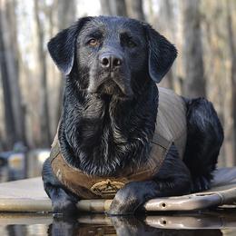Diesel - Labrador Retriever