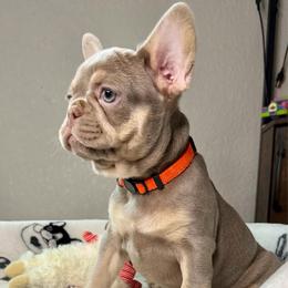 Carmella - Tricolors female French Bulldog puppy in Colorado Springs, Colorado from Sun Mountain Frenchies