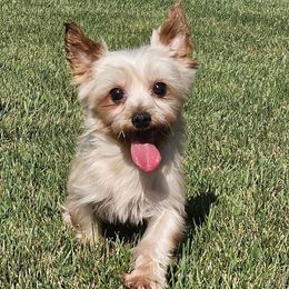 Ms. Perfect - Blue and gold female Yorkshire Terrier puppy in Monticello, Iowa from Ashley’s Puppies