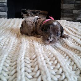 Selection 2 - Black and tan female Cockapoo puppy in Howell, Michigan from Robbin's Treasures