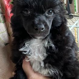 Purple - Black and white male Chinese Crested puppy in Cedartown, Georgia from Heartesha