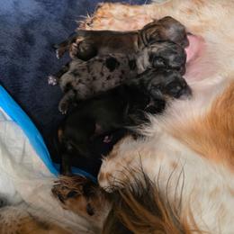 Mia - Dapple female Dachshund puppy in Port Charlotte, Florida from Belinda's little darlings dachshunds