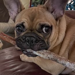 French Bulldog All Grown Up from De-Jon Frenchies