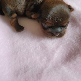 Shih Tzu Puppies from Shih Tzu Cottage