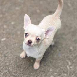 Nilla - Fawn female Chihuahua puppy in Indianapolis, Indiana from London Rouge Chihuahuas