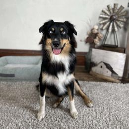 Murphy - Australian Shepherd