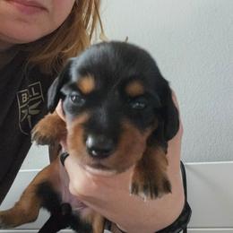 White - Black and cream female Dachshund puppy in Amarillo, Texas from Panhandle Dashing Doxies