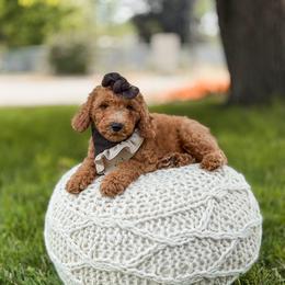 Purple collar girl - Red  female Goldendoodle puppy in Spokane, Washington from Dream Doodles in Spokane WA