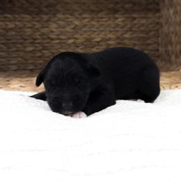 Chucky - Black tri-color male Australian Shepherd puppy in Unionville, Iowa from Soap Creek Kennels