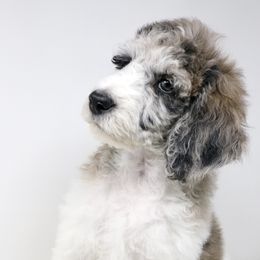 Bordoodle, Goldendoodle, and Poodle Puppies from Pacific Northwest Doodles