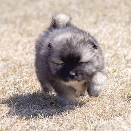 Pomsky Puppies from New World Pomskies
