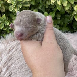 Oakley - Lavender male Pomeranian puppy in Sandia, Texas from Broken Arrow Poms