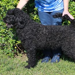 Marina - Portuguese Water Dog