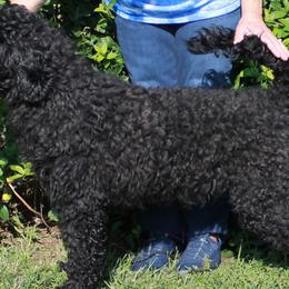 Marina - Portuguese Water Dog