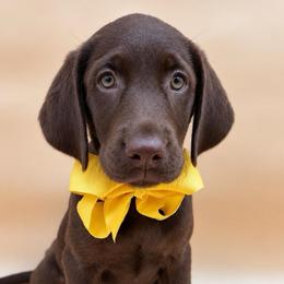 HONEY - Chocolate female Labrador Retriever puppy in Chicago, Illinois from Urbane Retrievers