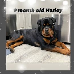Rottweiler All Grown Up from Luckyrottweiler Kennels