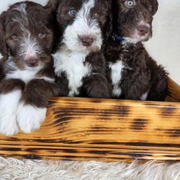 Aussiedoodle Puppies from The Cuddly Dood Ranch