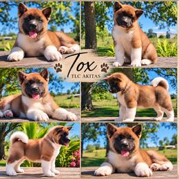Tox - Red male Akita puppy in Chillicothe, Missouri from TLC Akitas