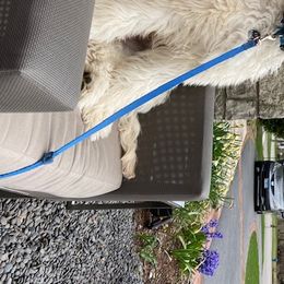 Cody - Goldendoodle