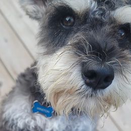 Miniature Schnauzers from Burnett Cove Kennels