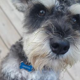 Miniature Schnauzers from Burnett Cove Kennels