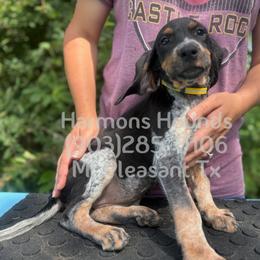 Sky - Blue ticked and tan female Bluetick Coonhound puppy in Mount Pleasant, Texas from Harmons Hounds