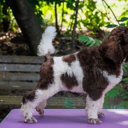 Poodle Puppies from Mystic Moon Poodles
