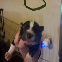 Black or agouti dark green boy - Black male Siberian Husky puppy in Wheeling, West Virginia from Powells Huskies
