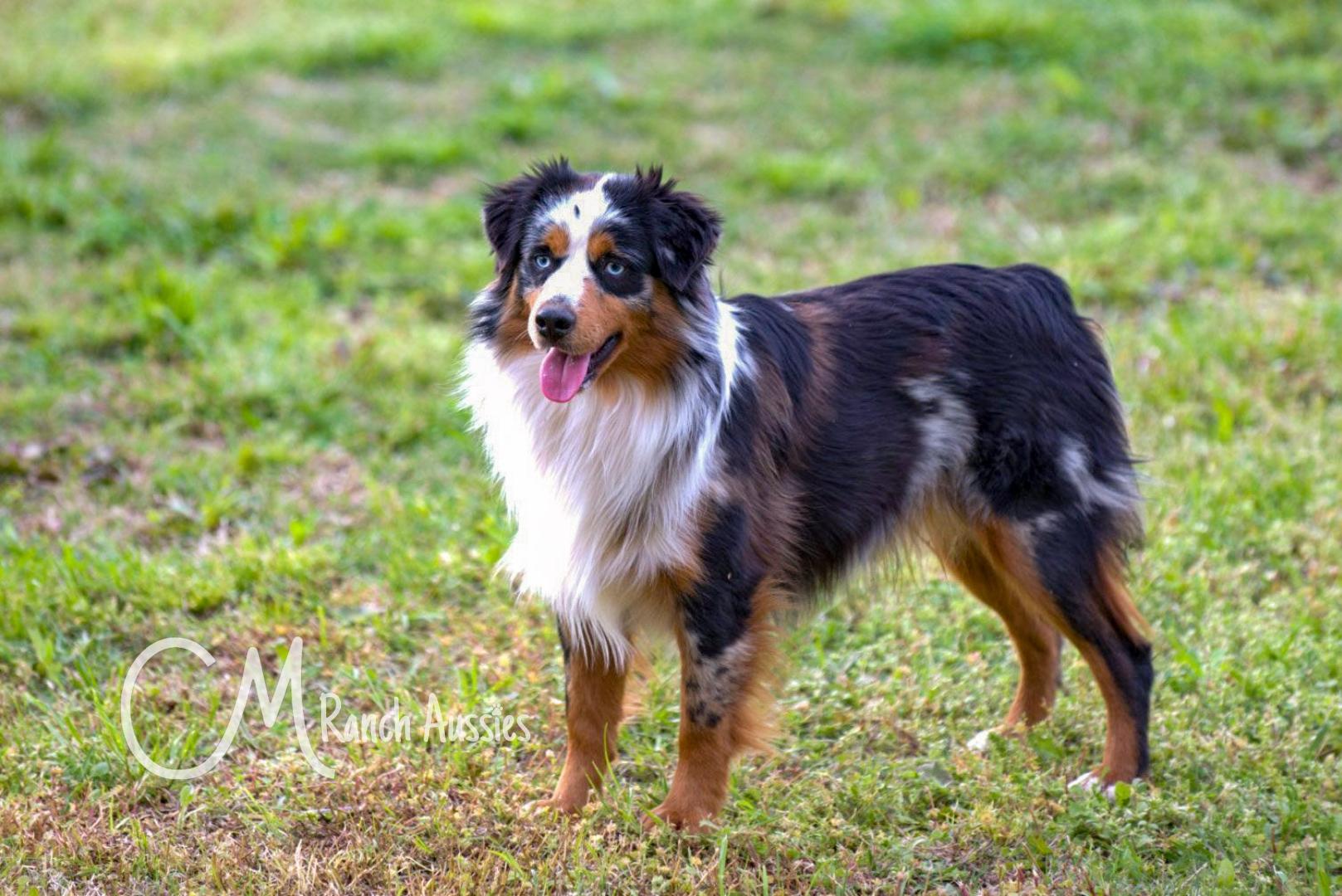 CM Ranch Aussies in Oklahoma | Miniature Australian Shepherd and Toy ...
