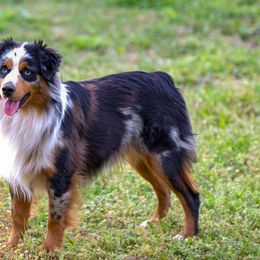 Miniature Australian Shepherds and Toy Australian Shepherds from CM Ranch Aussies