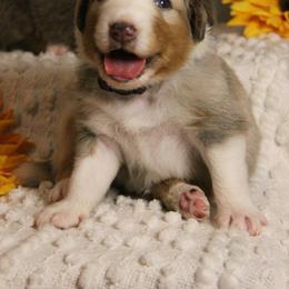 Australian Shepherd Puppies from Cooper Ridge Aussies