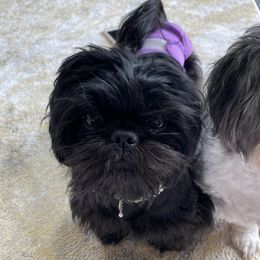 Raven - Shih Tzu