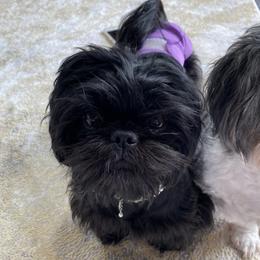 Raven - Shih Tzu