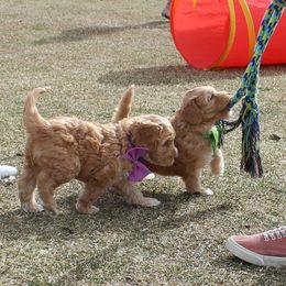 Australian Labradoodle Puppies from EllsWORTH Labradoodles LLC