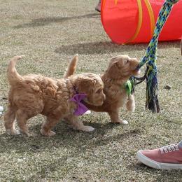 Australian Labradoodle Puppies from EllsWORTH Labradoodles LLC