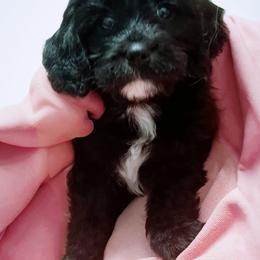 Story - Black and white female Cavapoo puppy in Lexington, Kentucky from Callaway's Cavaliers