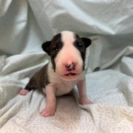 Siracha - Brindle and white female Bull Terrier puppy in Colville, Washington from Mark My Words Bull Terriers
