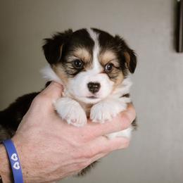 Timothy - Black and tan male Pembroke Welsh Corgi puppy in South Otselic, New York from Ridge Top Corgis