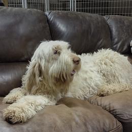 Treasure - White and orange female Spinone Italiano puppy in Albion, Michigan from Michigan Spinone