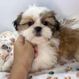 OB - Black gold and white female Shih Tzu puppy in Middleborough, Massachusetts from Shih Tzu Pups