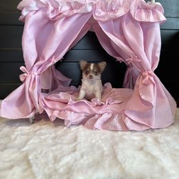 Chihuahua Puppies from So Sweet Chihuahuas